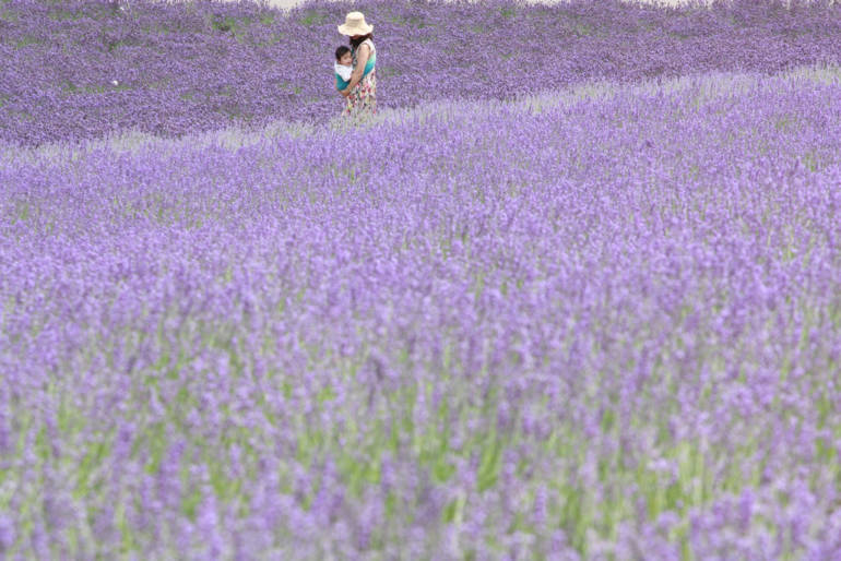 Lavender East