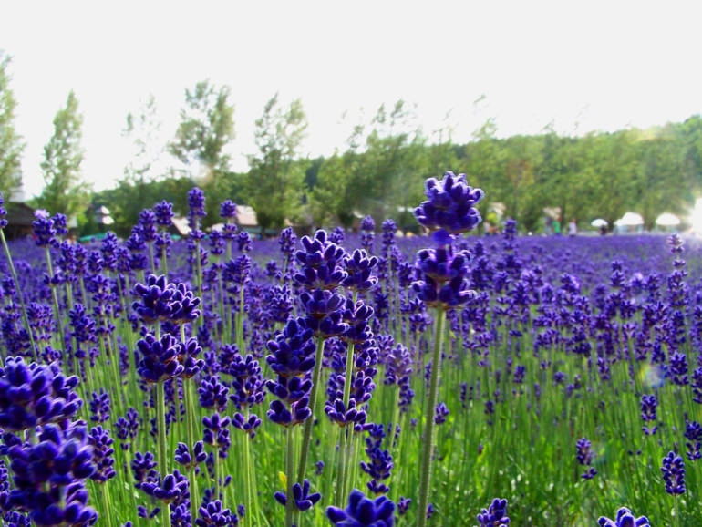 Lavender Fields
