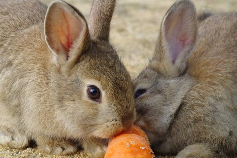 Rabbit Island Rabbit Island