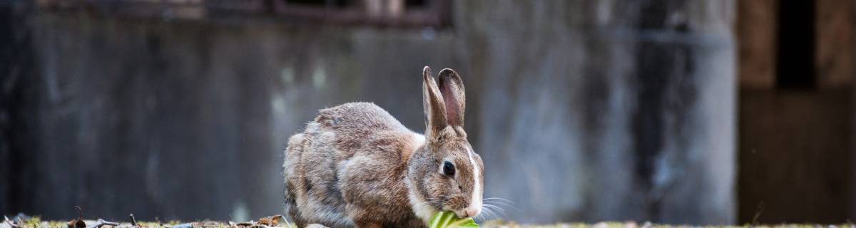 The Cutest Place In Japan A Guide To Visiting Rabbit Island The Cutest Place In Japan A Guide To Visiting Rabbit Island