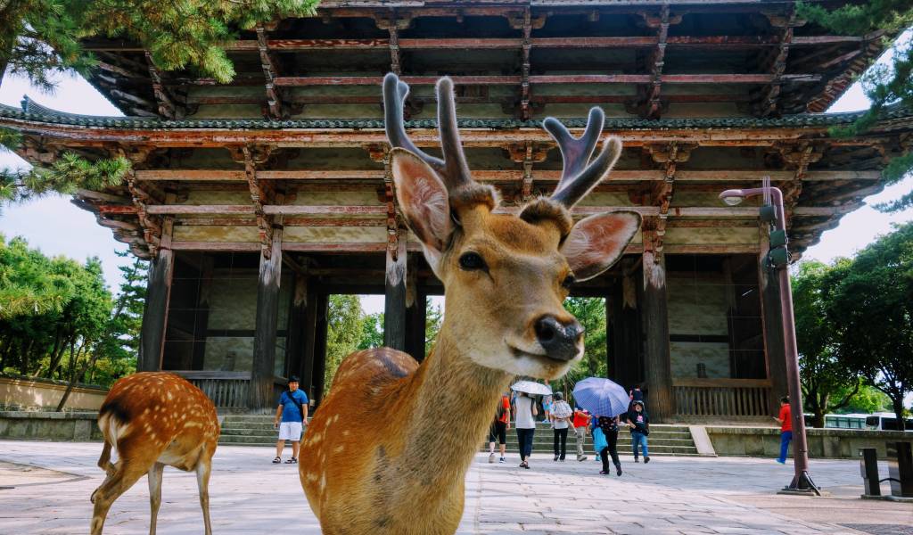 Todaiji Temple Deer