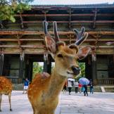 Nara Todaiji Deer