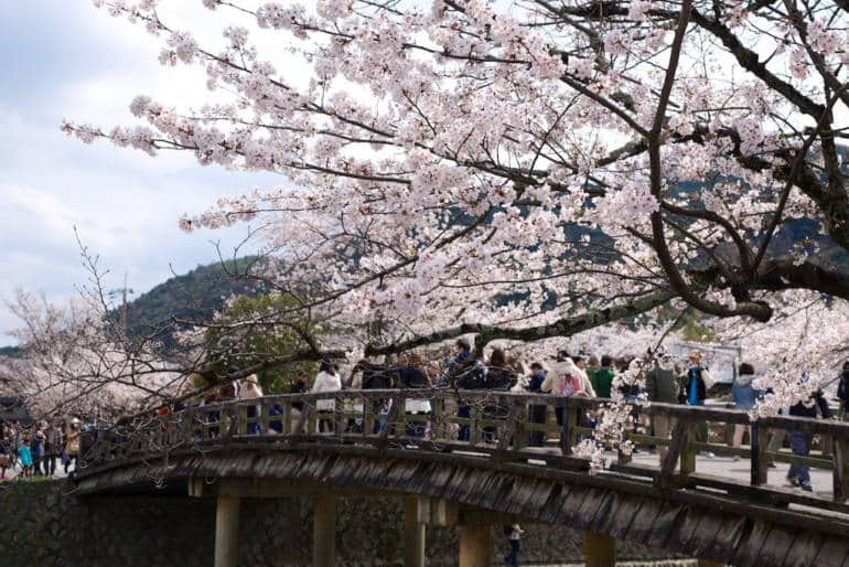 Arashiyama Blossom