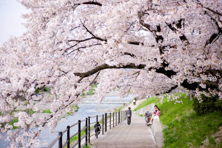 Kamogawa Cherry Blossom