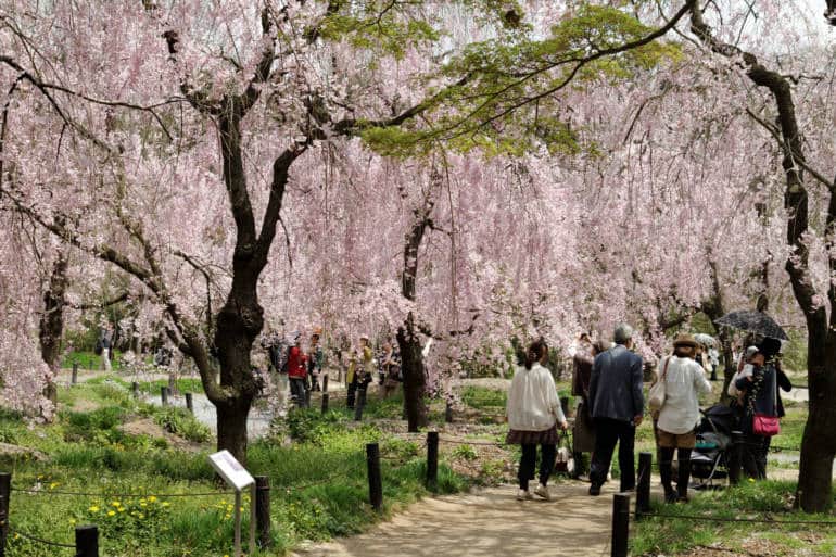 Kyoto Botanical Garden