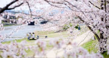 Kyoto Sakura