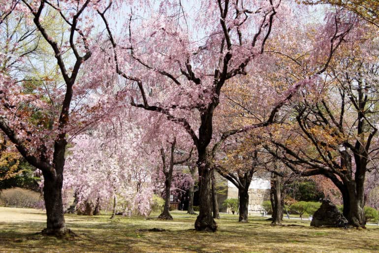 Nijo Castle Kyoto Blossom