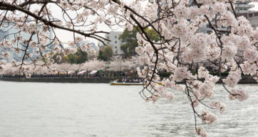 cherry blossoms osaka
