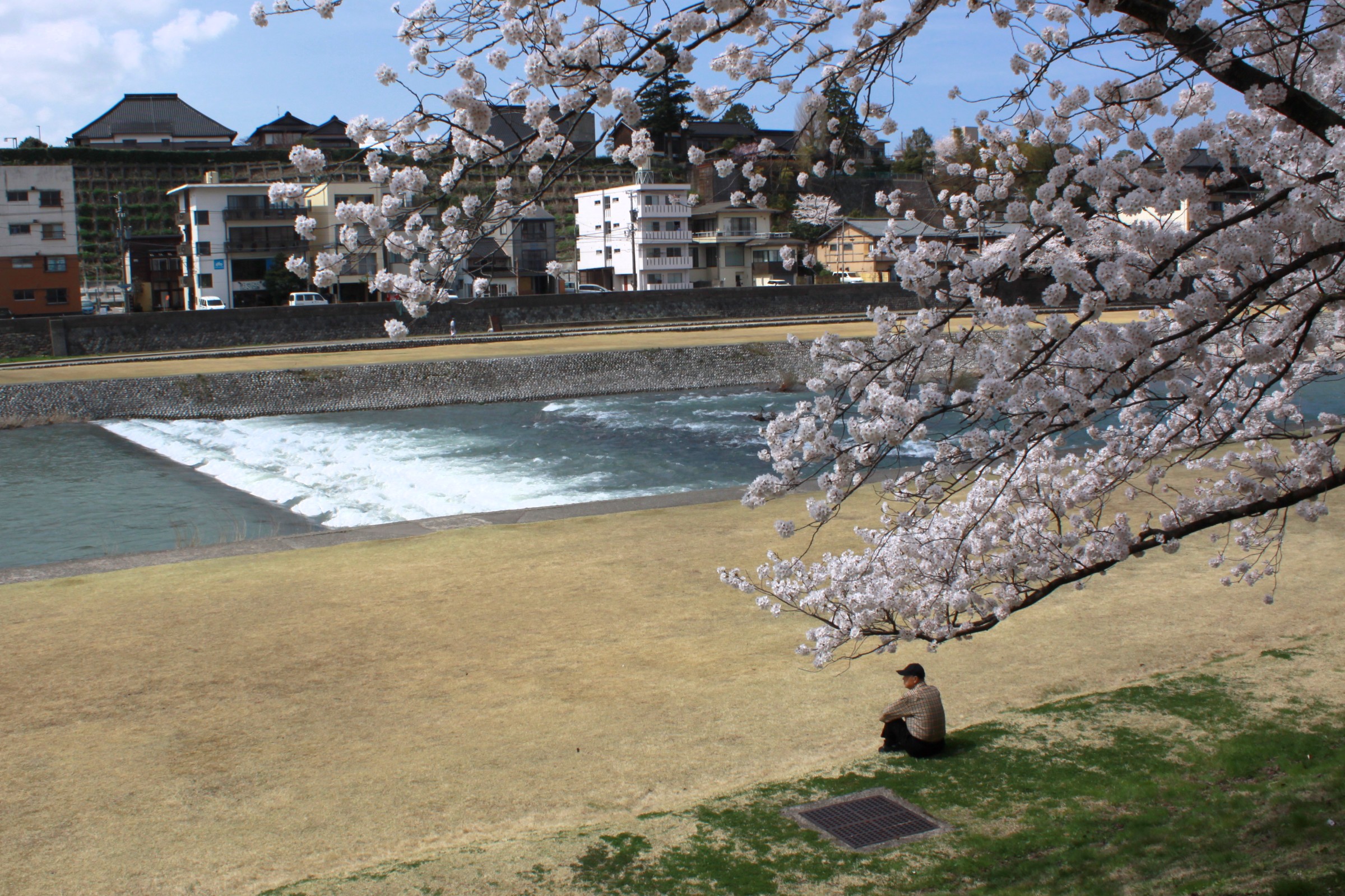 kanazawa cherry blossoms