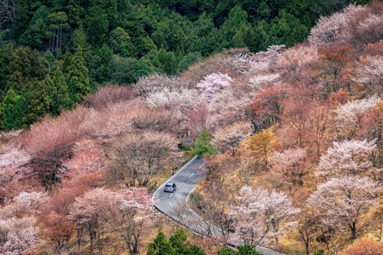 japan national parks - sakura mountain road