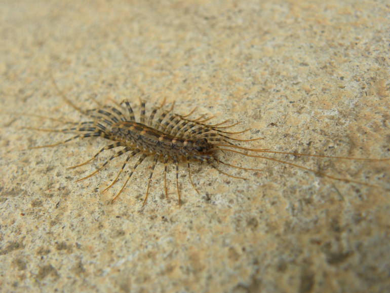 Geji geji house centipede – Alan Couch