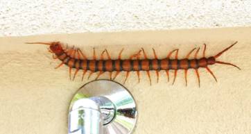 centipede - Adrian Scottow