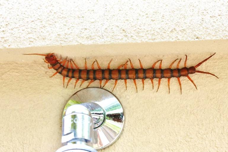 centipede - Adrian Scottow