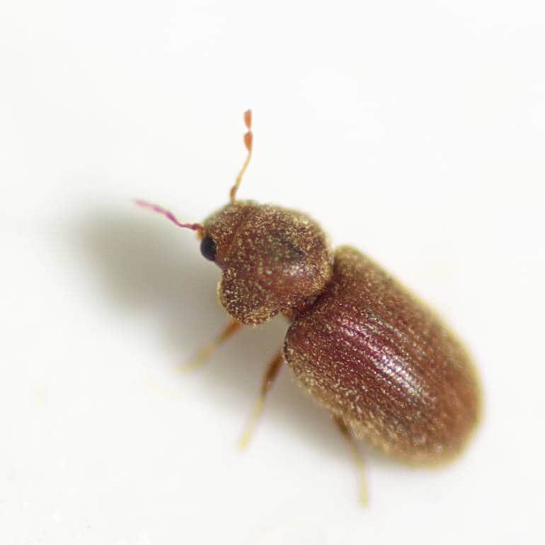 japanese bugs
