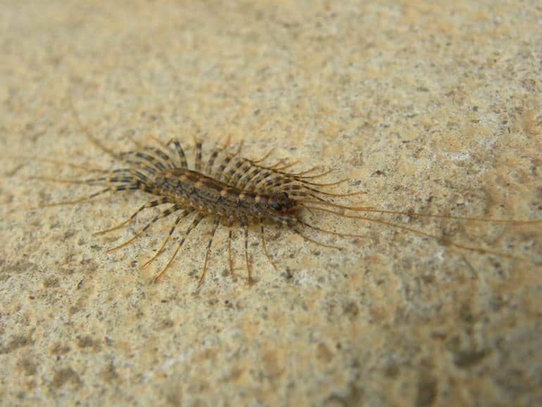 japanese bugs