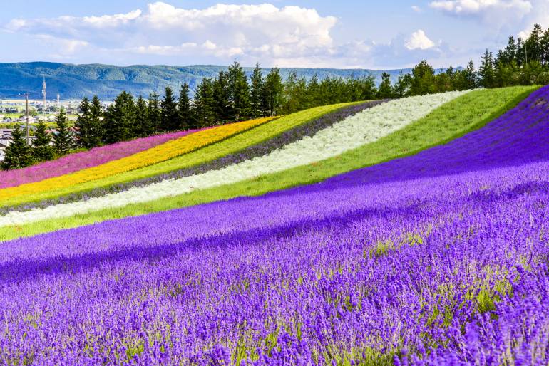 Hokkaido flower fields