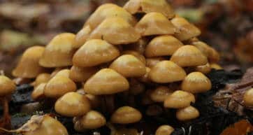 nameko mushrooms japan