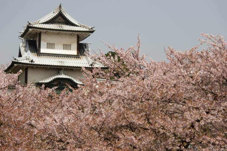 kanazawa cherry blossoms sakura