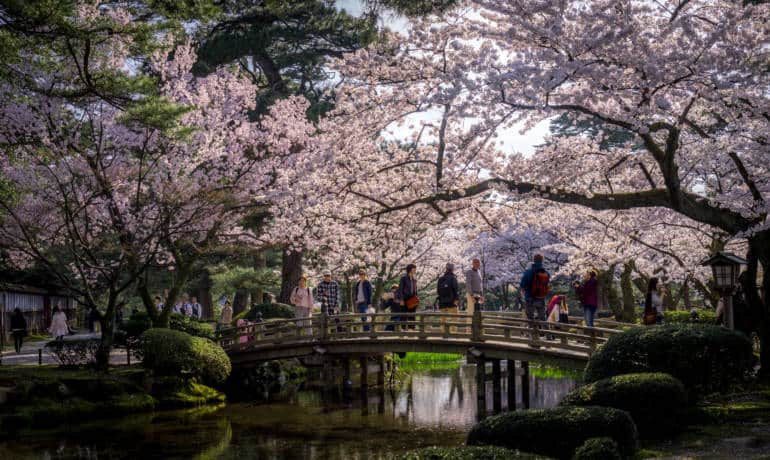 kanazawa cherry blossoms kenrokuen garden