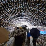 Osaka Castle Illuminage Illluminations