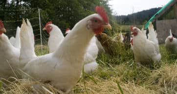 organic foods japan free-range eggs