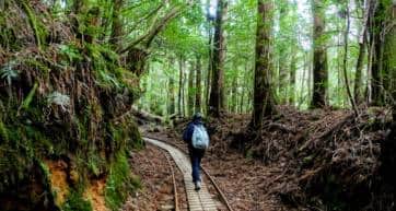 Yakushima - Jomonsugi - Anbo Trail