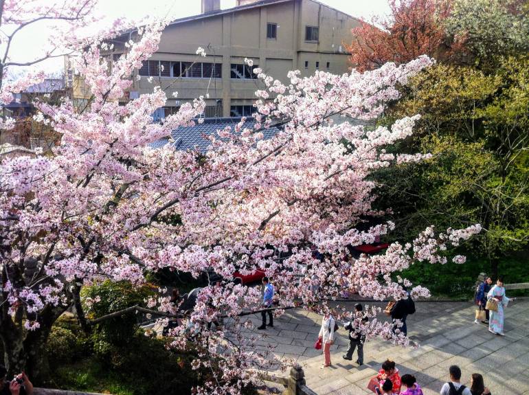 kyoto kiyomizudera cherry blossoms