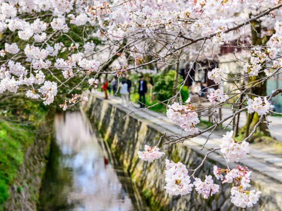 cherry blossom※プロフ確認 2025 Tokyo Cherry Blossom Dates: Season Forecast | Tokyo Cheapo