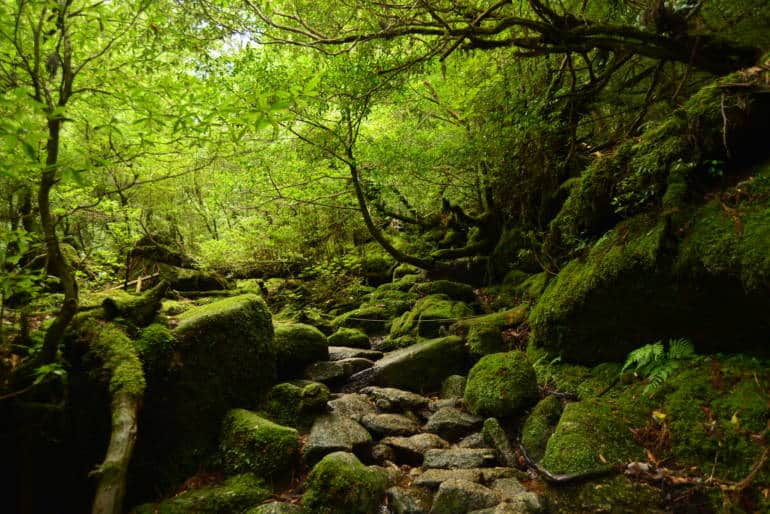 Shiratani Unsuikyo Hike