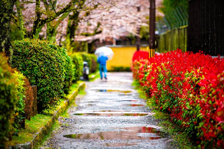 rainy spring day in Kyoto with flower and cherry blossoms