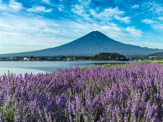 Lavender at Lake Kawaguchi and Mt. Fuji