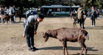 Nara Bowing Deer