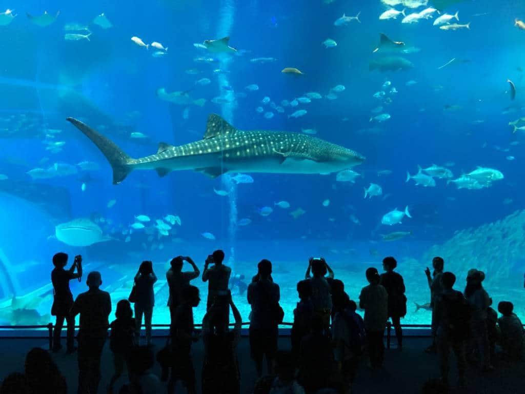 main tank at okinawa aquarium