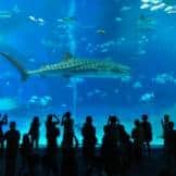 main tank at okinawa aquarium