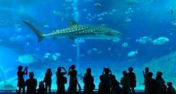 main tank at okinawa aquarium