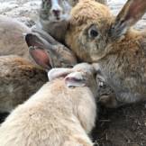 rabbit island japan
