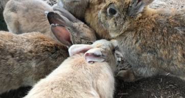 rabbit island japan