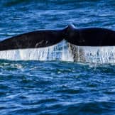 whale watching japan