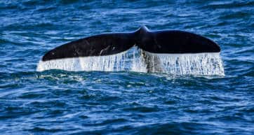 whale watching japan
