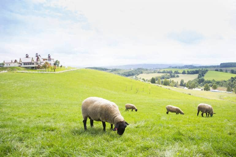 sheep in pasture, shibetsu hokkaido