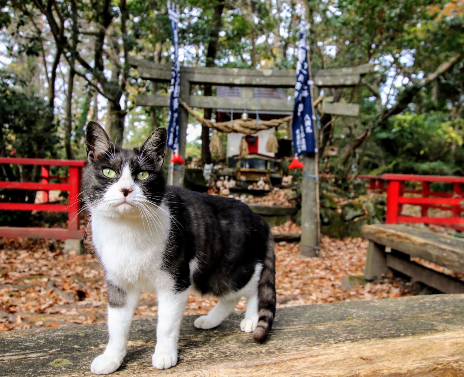 Cats have taken over this island in Japan