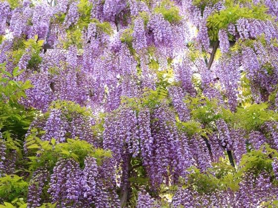 Ashikaga Great Wisteria Festival | Japan Cheapo