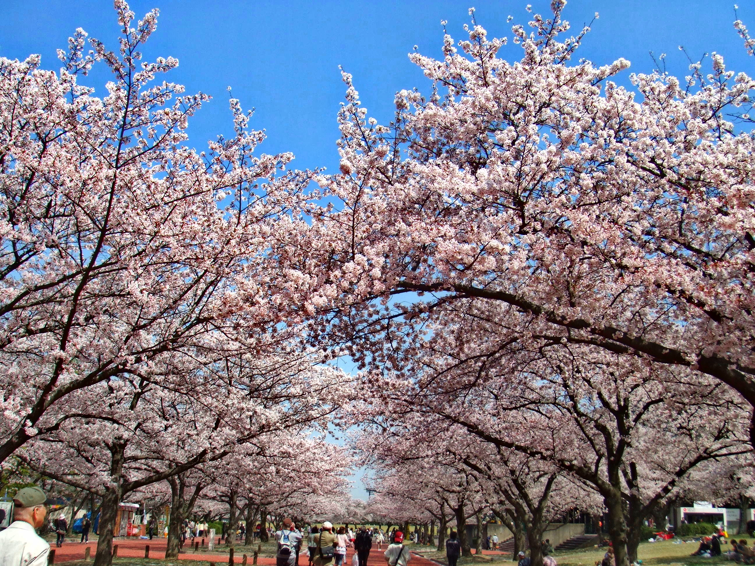 Expo '70 Sakura Expo, Mid Mar–Early Apr 2026, 2026 | Japan