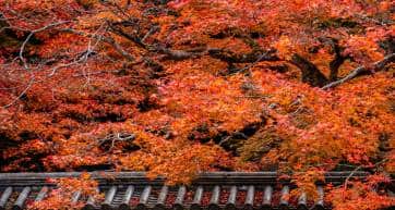 kyoto autumn leaves