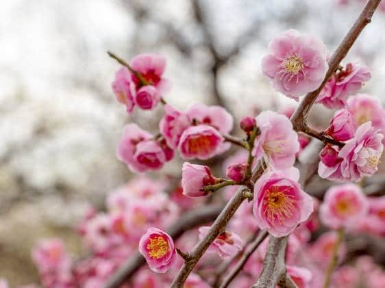 pink plum blossoms osaka