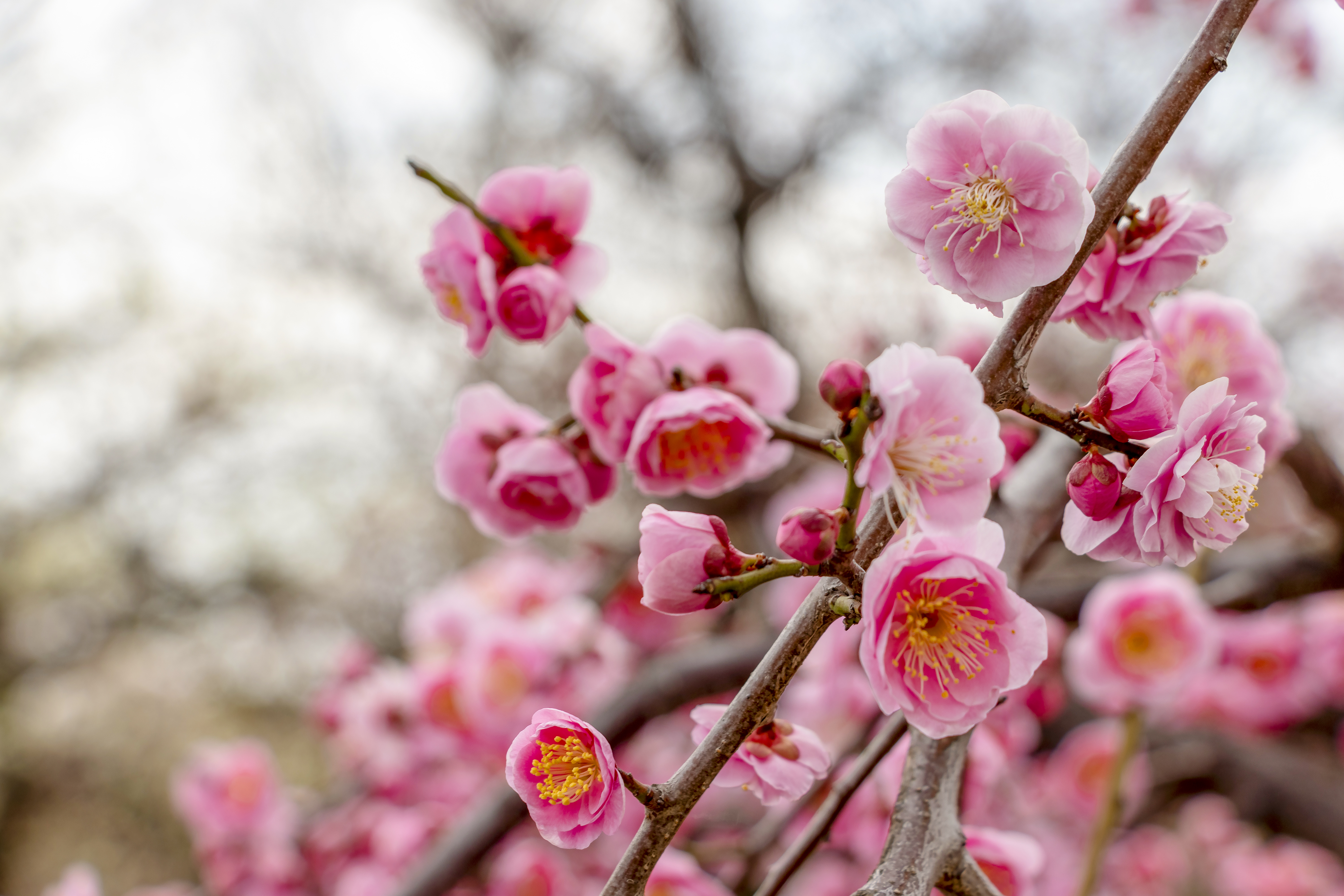 Osaka Expo '70 Commemorative Park Plum Blossom Festival