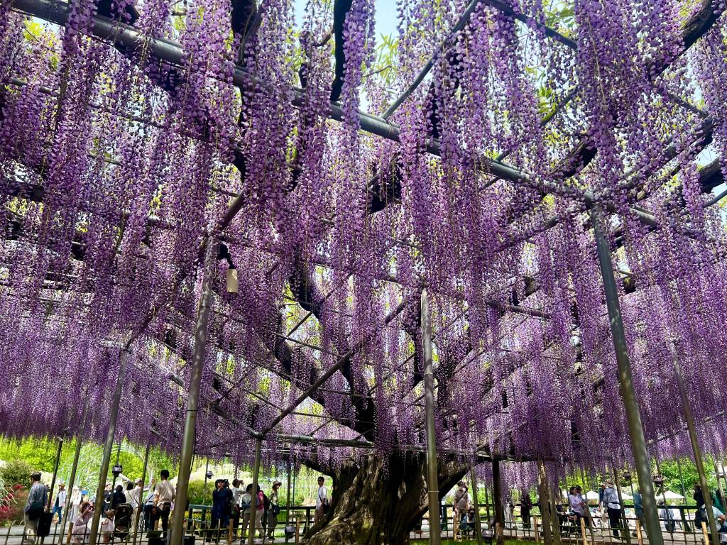 Ashikaga Great Wisteria Festival, Mid Apr–Mid May 2026, 2026