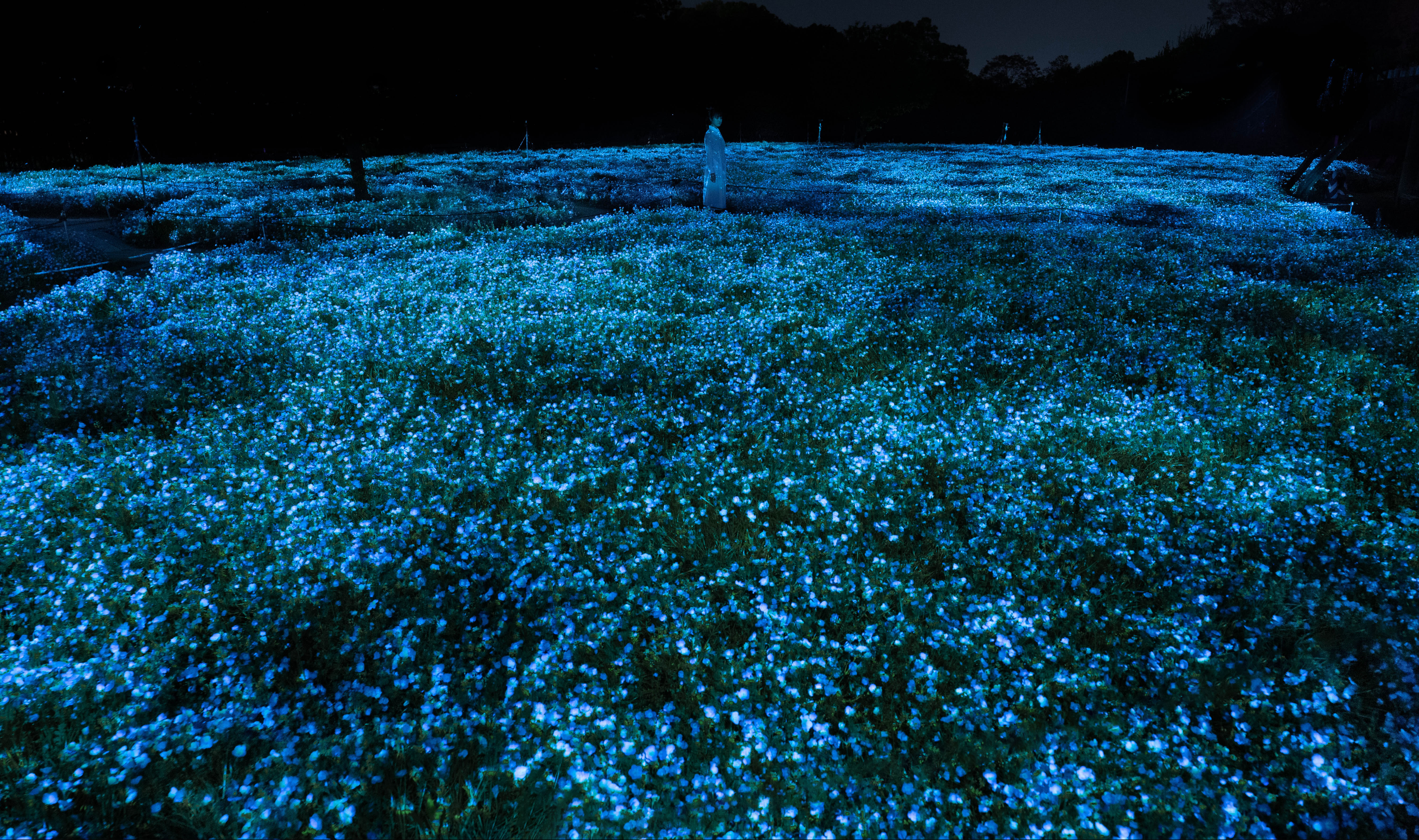 teamLab Nemophila Illumination, Late Mar–Mid Apr 2027, 2027