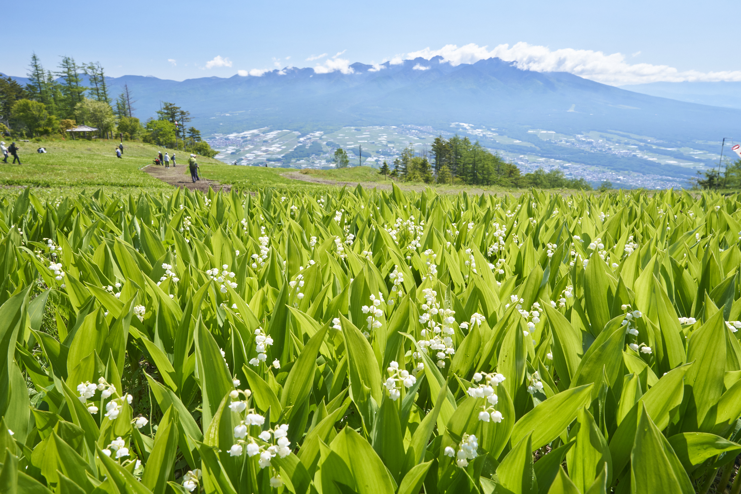 Nagano Lily of the Valley Festival, Late May–Late Jun 2027