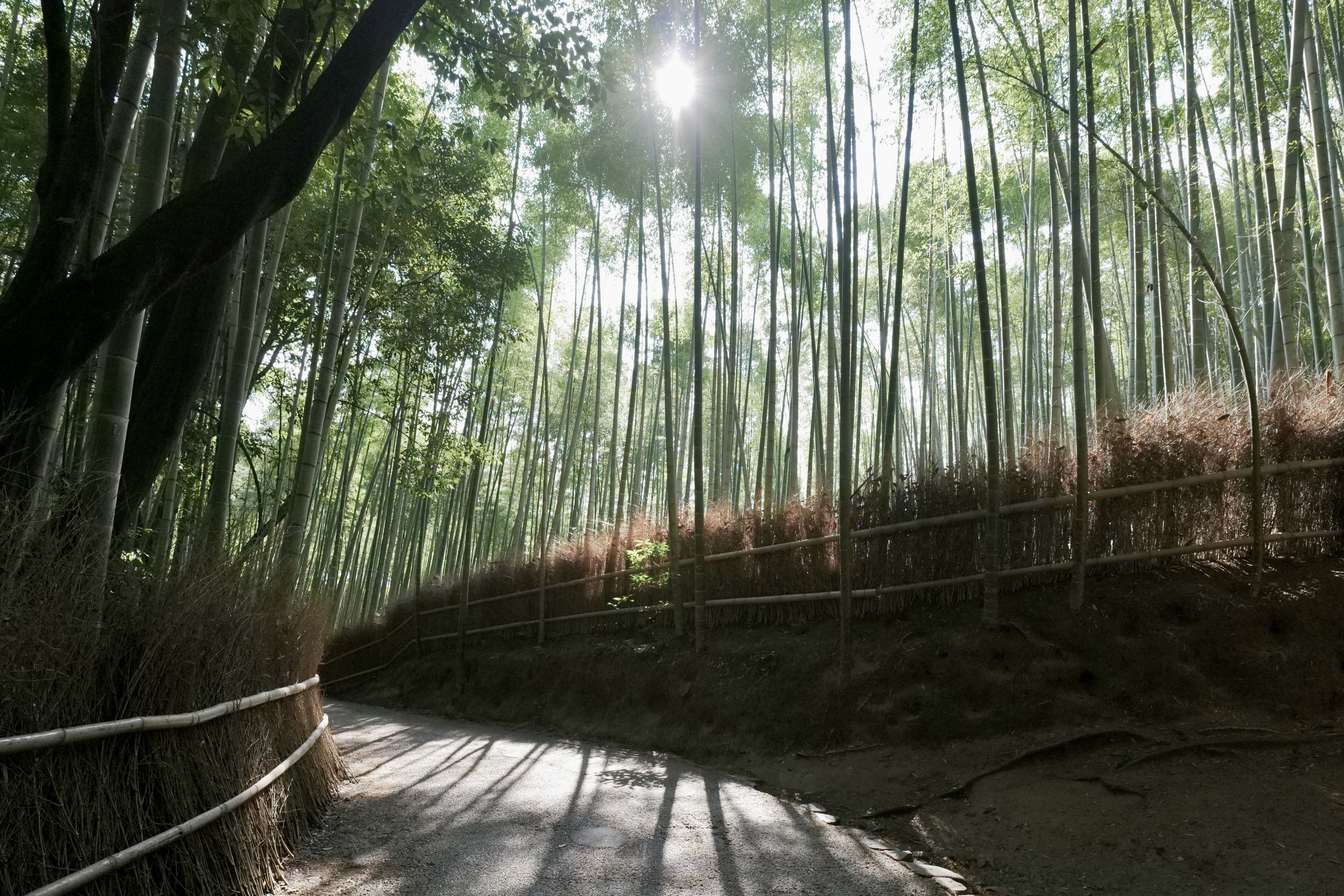 その他 bamboo image.jpg